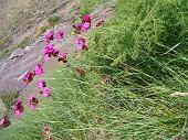 Grandi vatrietà di fiori ai Campelli di Schilpario - 22 luglio 2010 - FOTOGALLERY